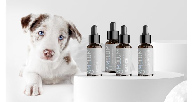 How is essential oil useful for pets?